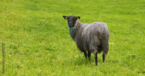 Schwarzes Schaf auf Wiese in Norwegen - Panorama