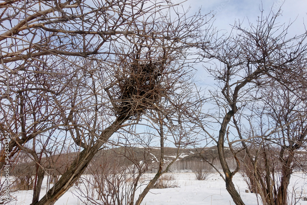 An abandoned bird nest on a bare tree in cold winter. An abandoned bird nest on a bare tree in cold winter.