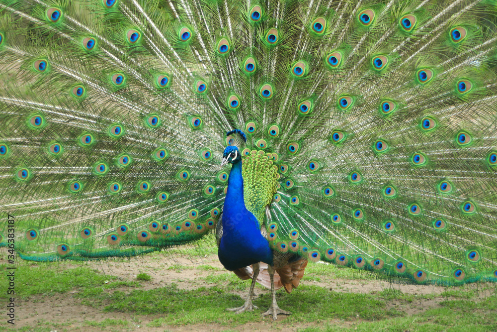 Naklejka premium Male peacock of peafowl displaying his long colourful train with eyespots (ocelli)