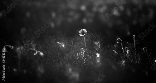 Poppy in the field at dawn  Black & White