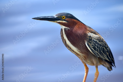 Garza pescadora