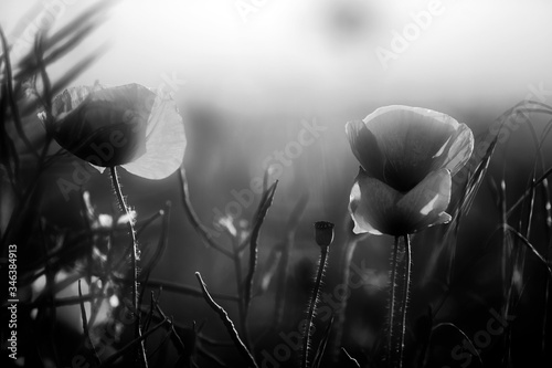 Poppy in the field at dawn  Black & White