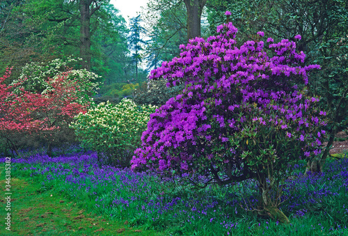 Fototapeta Naklejka Na Ścianę i Meble -  Spring woodland garden with colourful  Purple Azaleas and bluebells