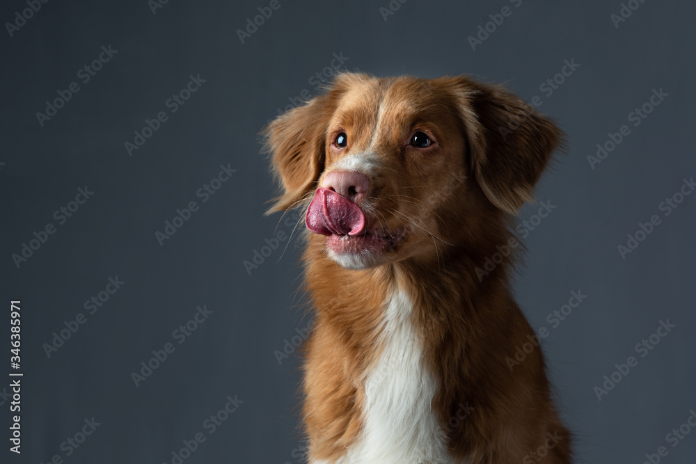 the dog licks its lips. portrait Nova Scotia Duck Tolling Retriever. Pet in the studio