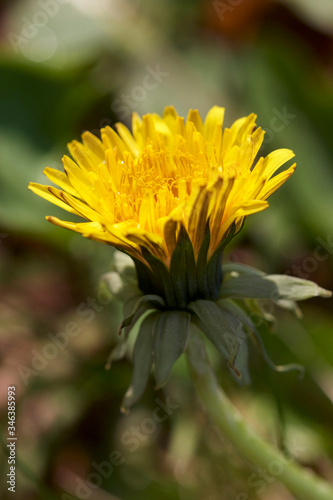 yellow dandelion flower