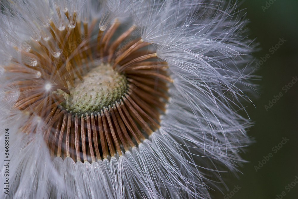 Fototapeta premium dandelion seed head