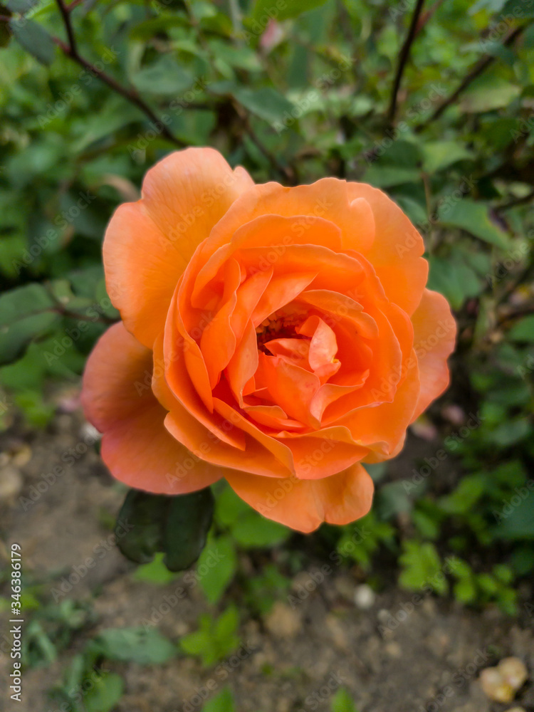 orange orange rose flower flora sunny day greenery natural closeup nature summer spring single flowering orange orange rose flower flora sunny day greenery natural closeup nature summer spring single flowering