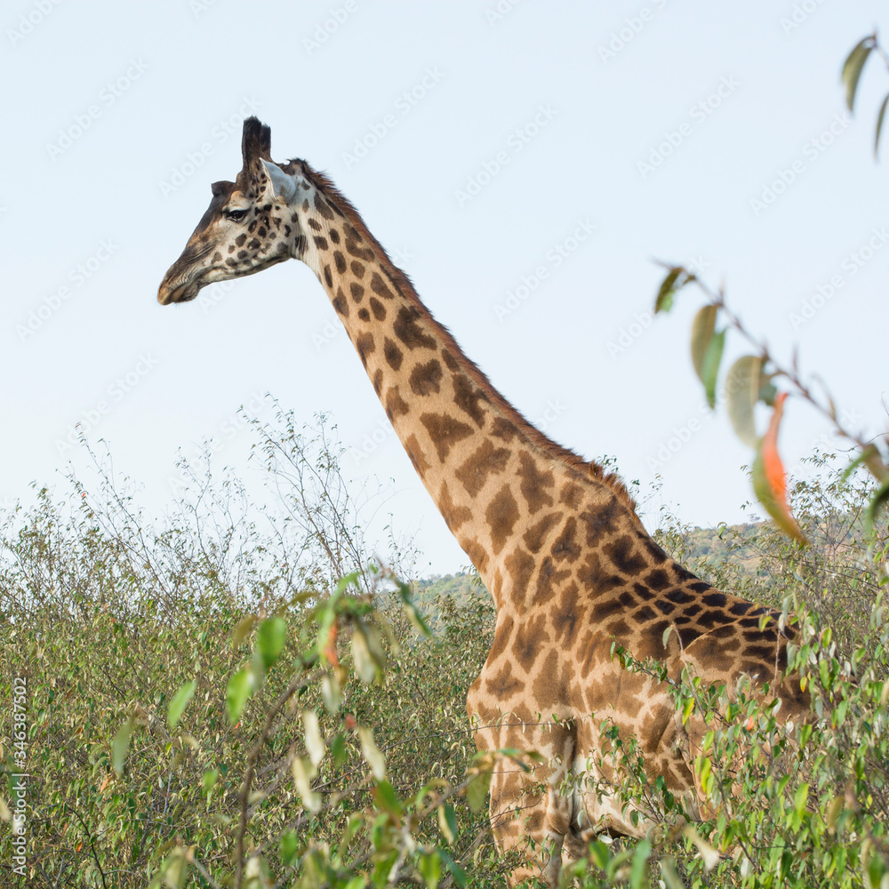 Obraz premium A Rothschild Giraffe in Masai Mara, Kenya on a September evening