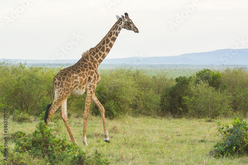 A Rothschild Giraffe Walking in Masai Mara, Kenya on a September evening