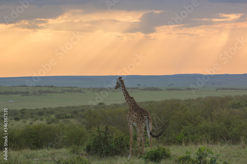 A Rothschild Giraffe looking out on a typical Masai Mara landscape interrupted with safari-goers at Sunset