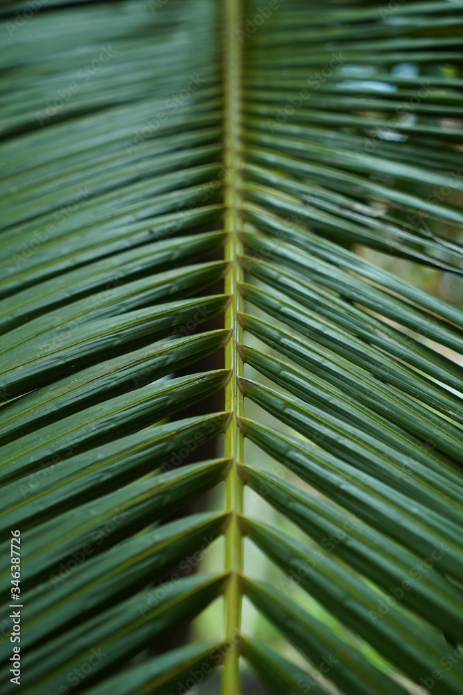 green palm leaf green palm leaf