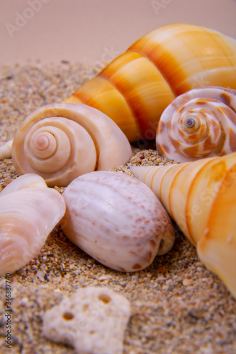 Close-up of shells and sand. A variety of colored shells.