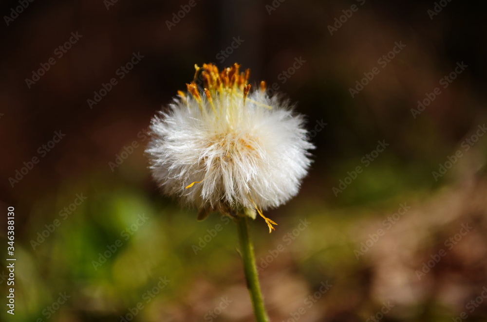 white mother-and-stepmother flower as coltsfoot in spring