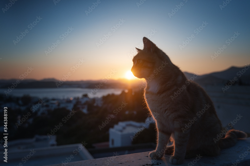 Sunset Cat🤗 : r/cats