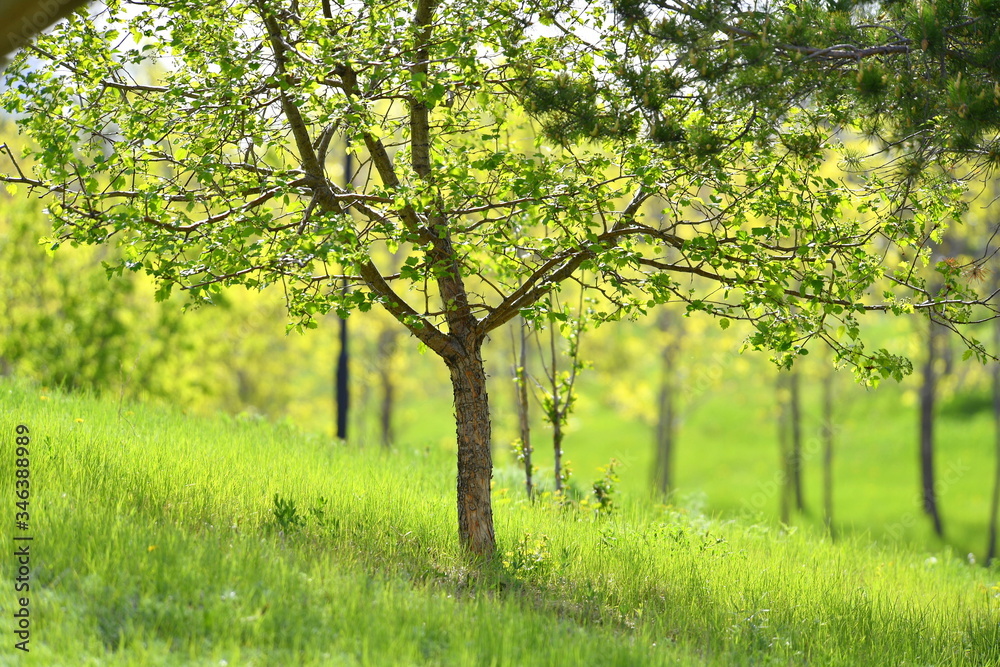 spring, blooming dereya, plants, green field, park, flower, green background spring, blooming dereya, plants, green field, park, flower, green background