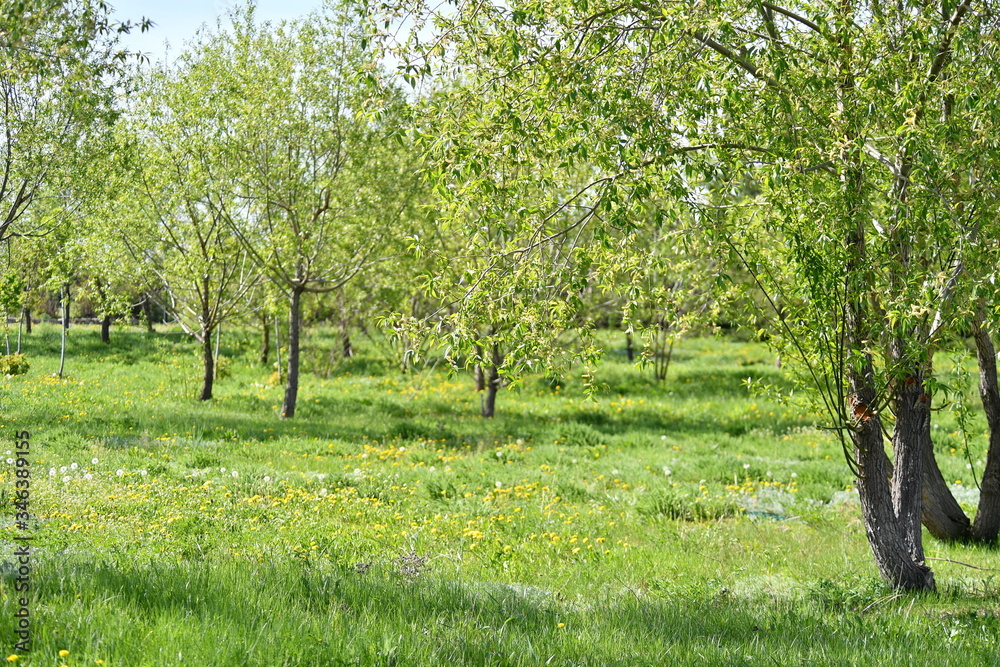 spring, blooming dereya, plants, green field, park, flower, green background spring, blooming dereya, plants, green field, park, flower, green background