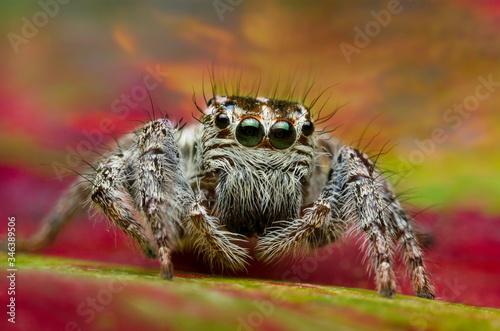 close up of brown eyes and sky color background jumping spider