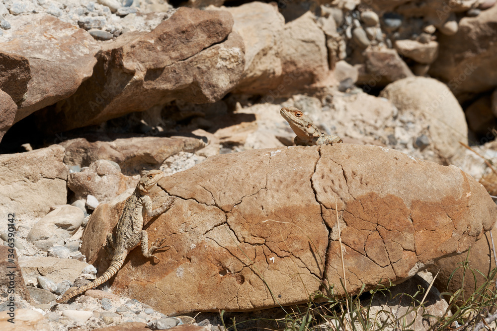 Brown lizard under the sun on a wall made of stone Brown lizard under the sun on a wall made of stone