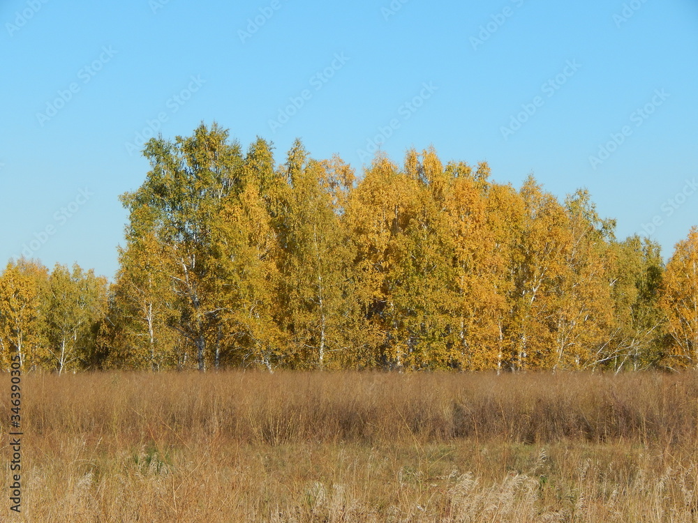 autumn in the forest autumn in the forest