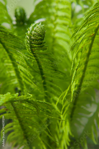 Bright green fern closeup in the garden