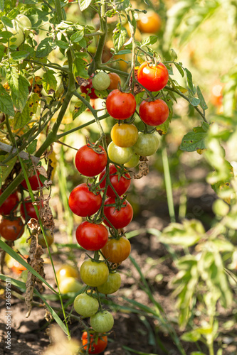 red and green tomatoes on a branch