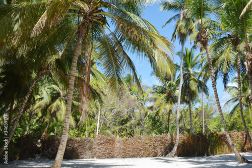 sandy beach with bif palm trees  with the wicker fence