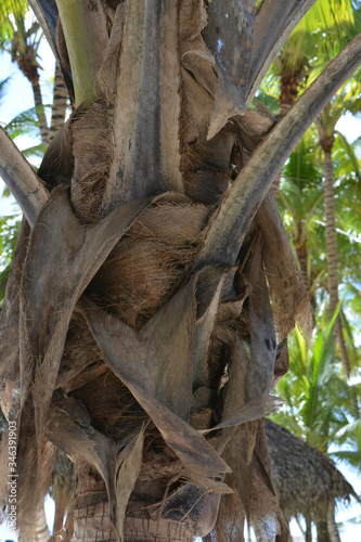 palm trunk closeup with cut leaves