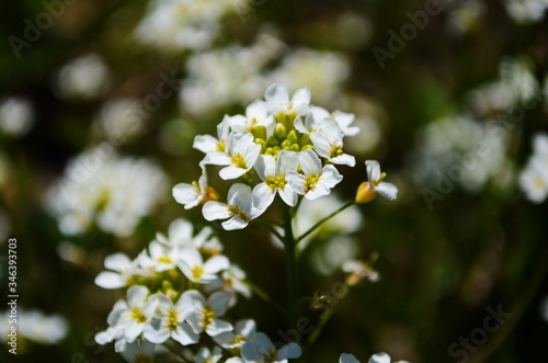 close-up of white forest flowers in the forest. Beautiful early spring forest landscape.