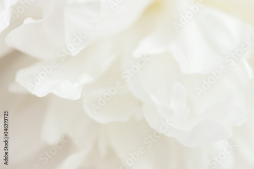 Fototapeta Naklejka Na Ścianę i Meble -  Closeup view of white peony flower.