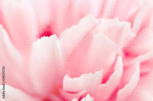 Macro view of pink peony flower.