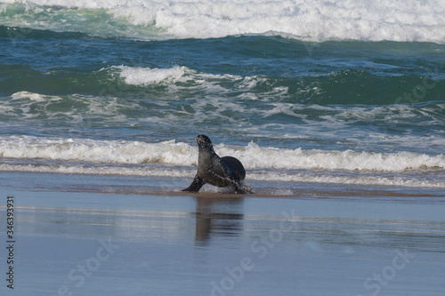 Sea lion at Sandfly bay in New Zealand