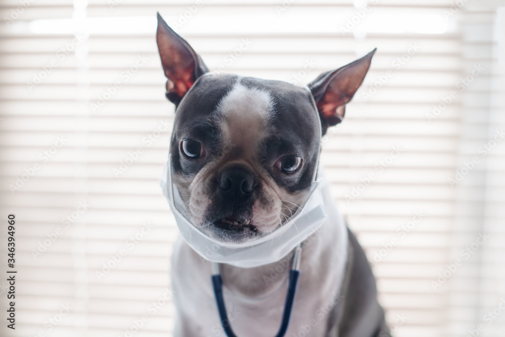 A dog of the Boston Terrier breed portrays a doctor-in a medical mask from viral bacteria. The concept of quarantine and isolation.