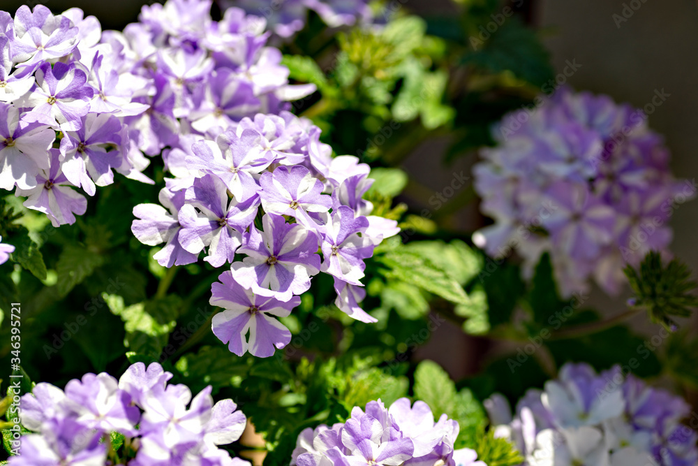 Vervain in full blooming in Japan Vervain in full blooming in Japan