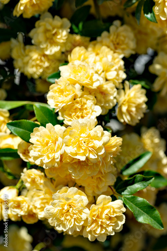 Banksia rose (Rosa banksiae) in full blooming in Japan