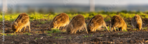 Photography herd of small wild boars piglets feeding on the spring field - closeup panorama