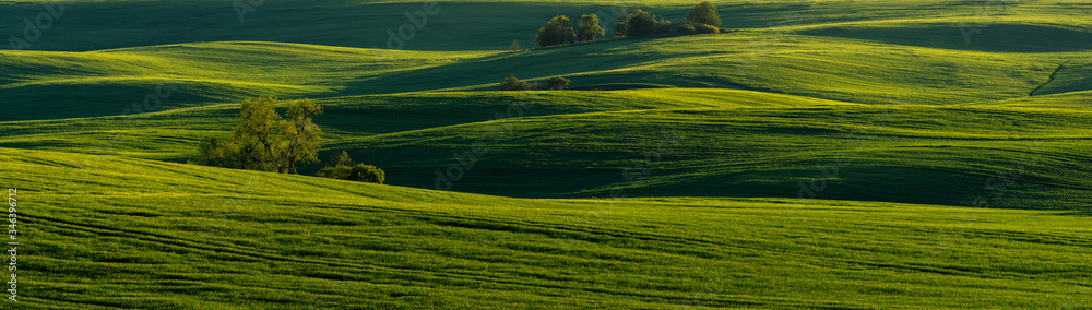 panorama of a green field in spring scenery
