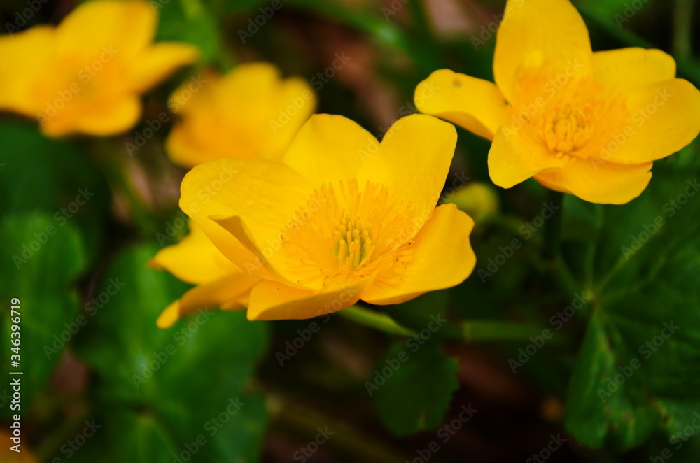 Spring yellow flowers in the pond-marsh kaluzhnitsa. Natural background. Spring yellow flowers in the pond-marsh kaluzhnitsa. Natural background.