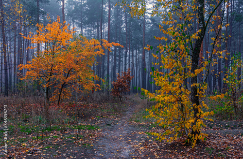 Fototapeta Naklejka Na Ścianę i Meble -  Autumn forest. Traveling along forest roads. Autumn colors adorned the trees. Light fog creates fabulous scenes.