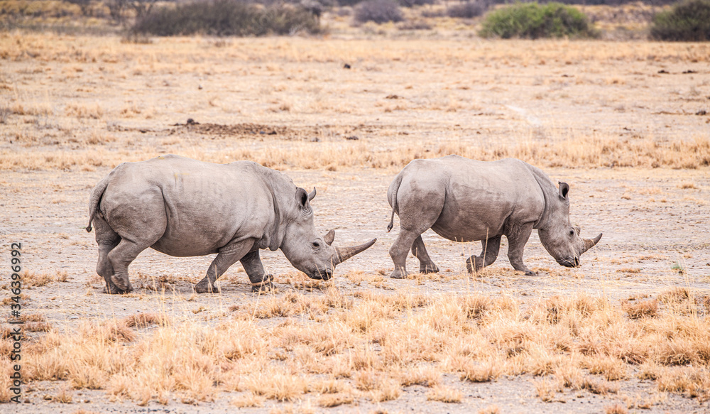 Fototapeta premium White Rhinoceros in the Khama Rhino Sanctuary, Botswana