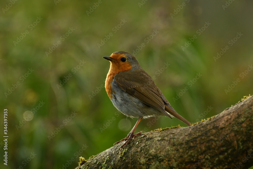 Face to face with European robin Erithacus rubecula