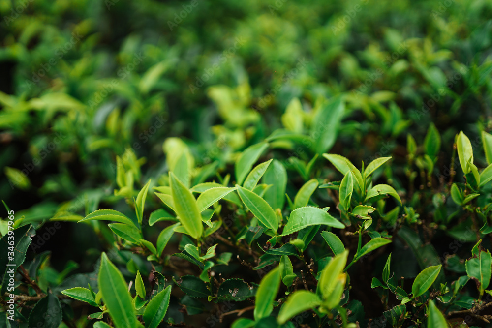 Green tea leaves in a tea plantation in Nuwara Eliya, Sri-lanka