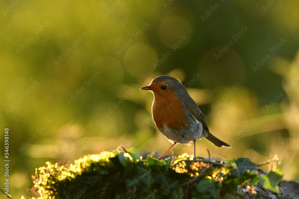 Face to face with European robin Erithacus rubecula Face to face with European robin Erithacus rubecula