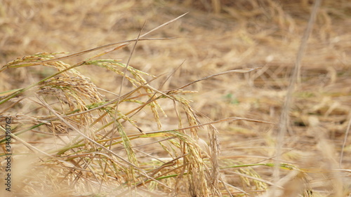 Golden Rice On the Field. Rice is the seed of the grass species Oryza glaberrima or Oryza sativa. photo