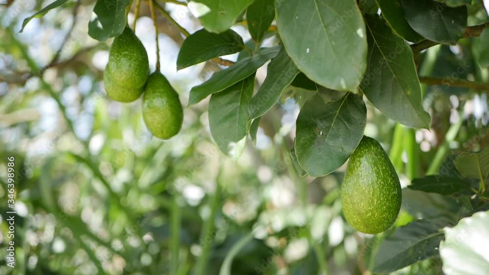 Natural avocado fruit hanging at branch of tree in a plantation agricultural