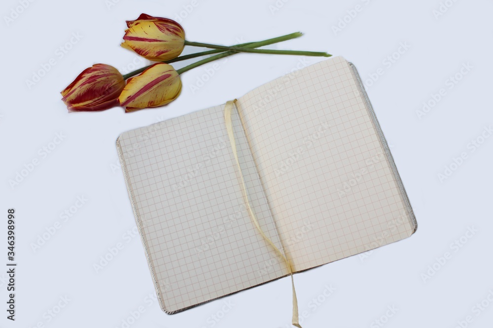 Open notebook isolated on white with three red-yellow tulips. Checkered notebook with place for text and three flowers.
