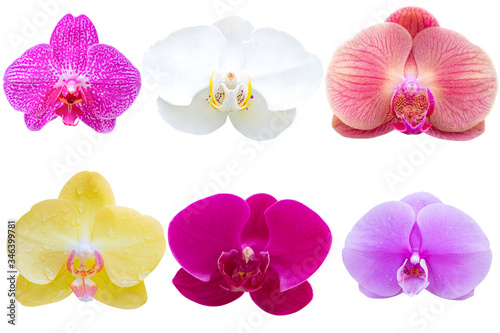 Multi Color orchid flower on white background. Photo with clipping path.