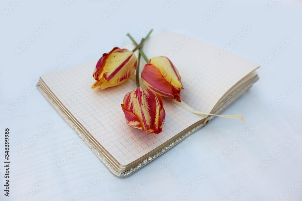 Open notebook isolated on white with three red-yellow tulips. Checkered notebook with place for text and three flowers.