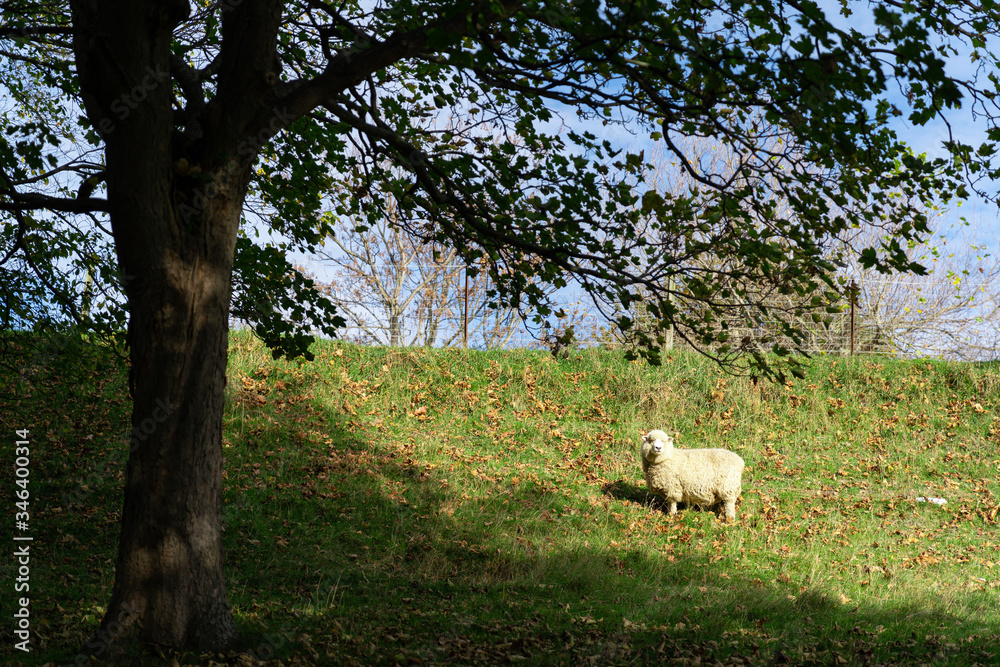 A Sheep is standing on rural or country side with sun light. A Sheep is standing on rural or country side with sun light.