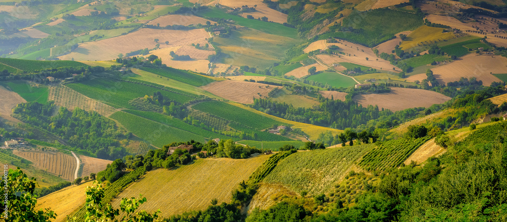 rural summer landscape with sunflower fields and olive fields - Acquaviva Picena - Acoli Picenoin the Marche region, Italy