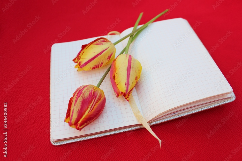 Open notebook isolated on red with three red-yellow tulips. Checkered notebook with place for text and three flowers on a burgundy background.